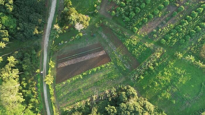 Aerial view of the Mauke Mara Kai garden blocks among coconut palms.